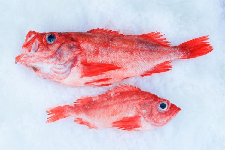 紅魚圖片大全大圖，加拿大紅魚圖片大全大圖生成的摘要：美國紅魚（擬石首魚）