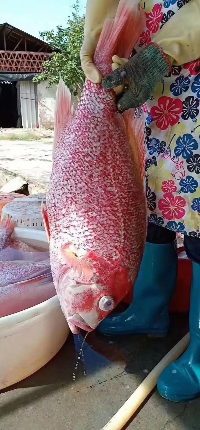紅魚圖片大全大圖，加拿大紅魚圖片大全大圖生成的摘要：美國紅魚（擬石首魚）