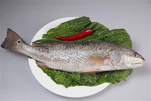 紅魚圖片大全大圖，加拿大紅魚圖片大全大圖生成的摘要：美國紅魚（擬石首魚）