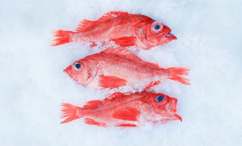 紅魚圖片大全大圖，加拿大紅魚圖片大全大圖生成的摘要：美國紅魚（擬石首魚）
