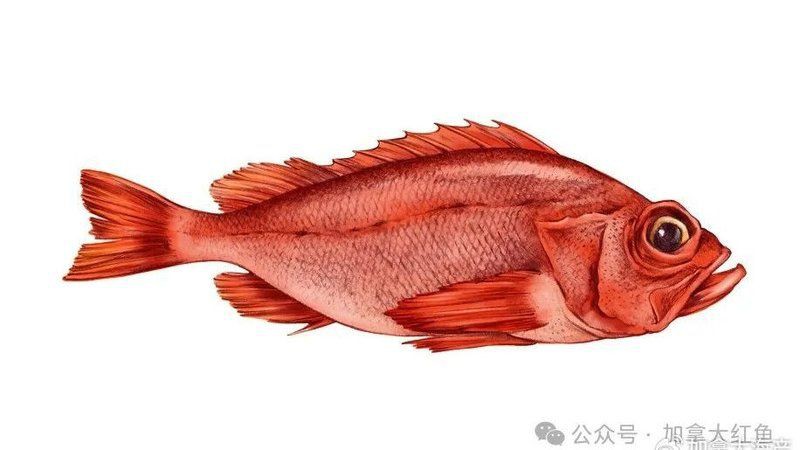 紅魚圖片大全大圖，加拿大紅魚圖片大全大圖生成的摘要：美國紅魚（擬石首魚）