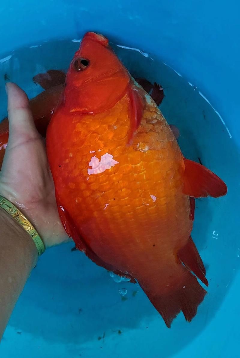 紅魚圖片大全大圖，加拿大紅魚圖片大全大圖生成的摘要：美國紅魚（擬石首魚）
