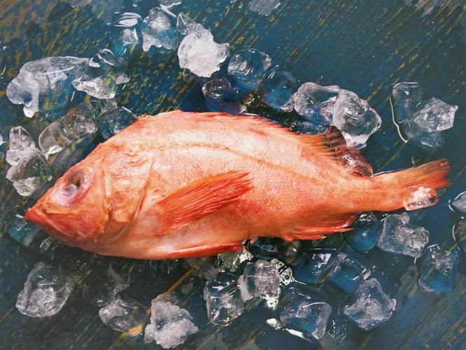 紅魚圖片大全大圖，加拿大紅魚圖片大全大圖生成的摘要：美國紅魚（擬石首魚）