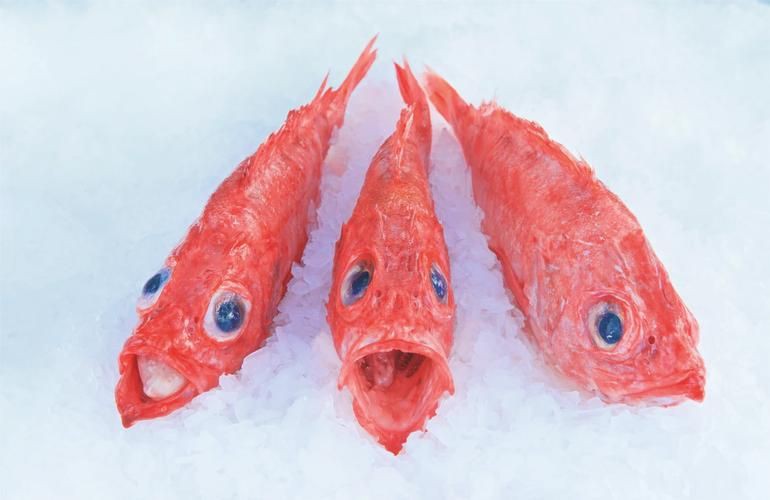 紅魚圖片大全大圖，加拿大紅魚圖片大全大圖生成的摘要：美國紅魚（擬石首魚）