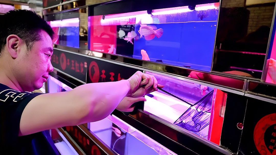 戶縣龍魚店，戶縣龍魚店一般在哪里