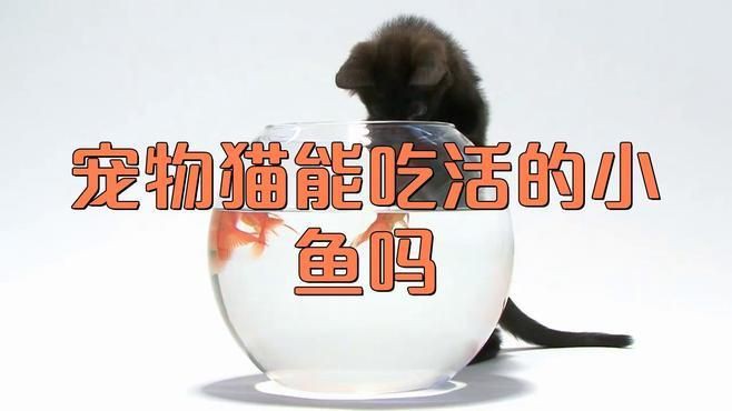 貓咪把金魚(yú)吃了沒(méi)事吧，貓咪把金魚(yú)吃了沒(méi)事吧，發(fā)現(xiàn)貓咪將金魚(yú)吞入腹中，主人會(huì)憂心忡忡