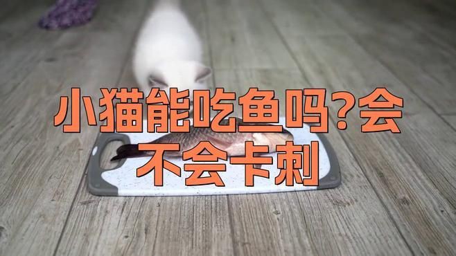 貓咪把金魚(yú)吃了沒(méi)事吧，貓咪把金魚(yú)吃了沒(méi)事吧，發(fā)現(xiàn)貓咪將金魚(yú)吞入腹中，主人會(huì)憂心忡忡