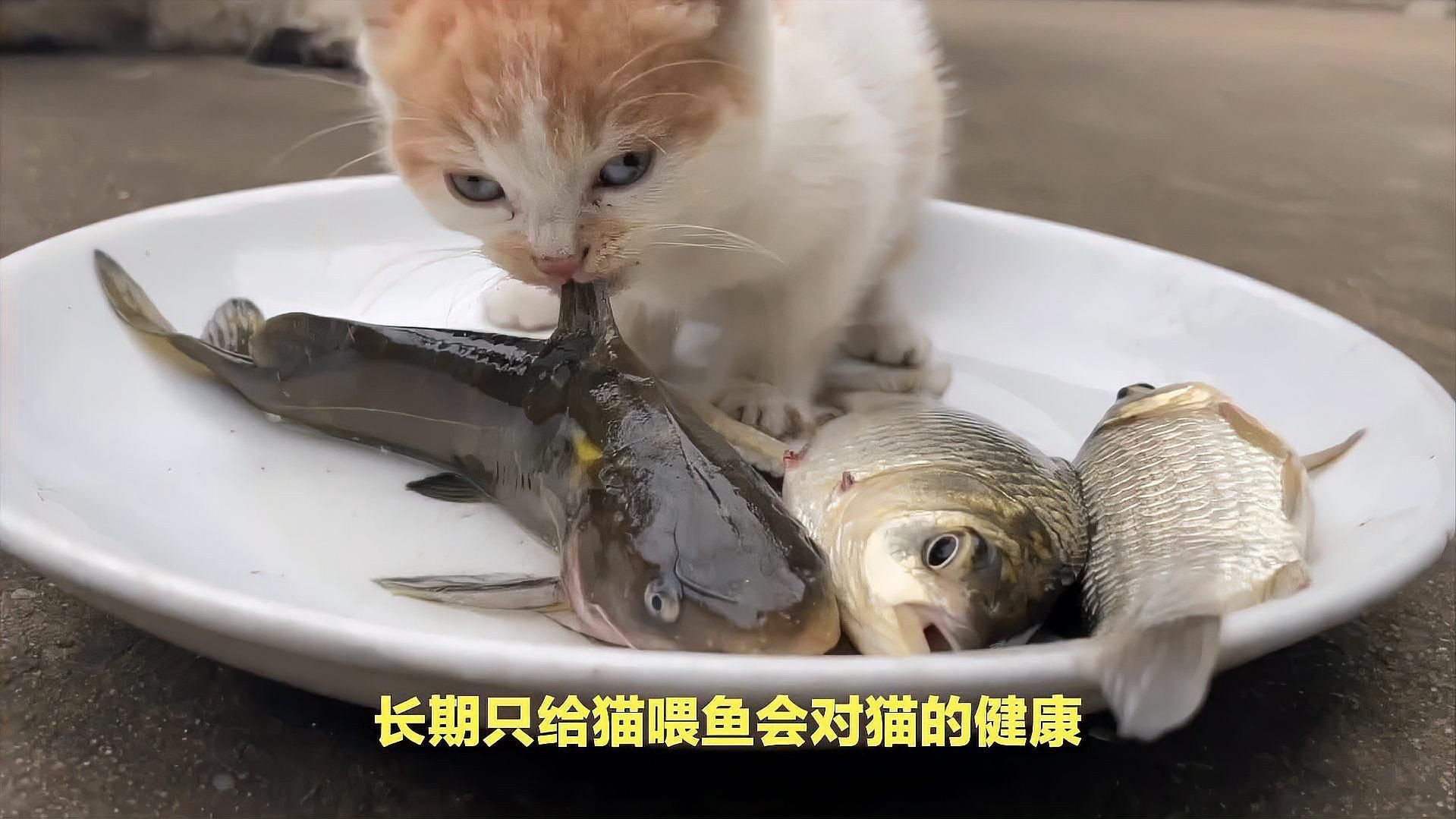 貓咪把金魚(yú)吃了沒(méi)事吧，貓咪把金魚(yú)吃了沒(méi)事吧，發(fā)現(xiàn)貓咪將金魚(yú)吞入腹中，主人會(huì)憂心忡忡