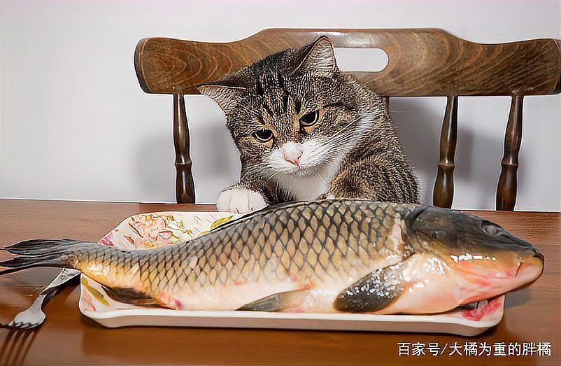 貓咪把金魚(yú)吃了沒(méi)事吧，貓咪把金魚(yú)吃了沒(méi)事吧，發(fā)現(xiàn)貓咪將金魚(yú)吞入腹中，主人會(huì)憂心忡忡