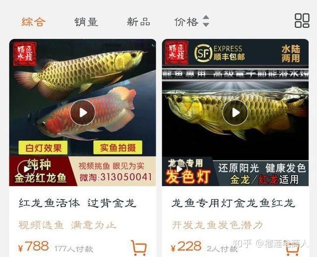 24k過背金龍什么意思，24k過背金龍是金龍魚（骨咽魚科）中的頂級品系