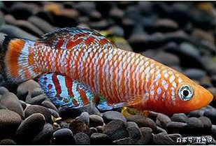 魚不吃食一招教你解決，觀賞魚不吃食怎么辦
