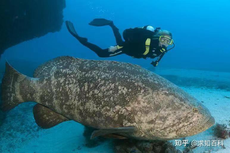 什么叫龍躉，龍躉帶“龍”字的野生脊椎動物知網空間重生