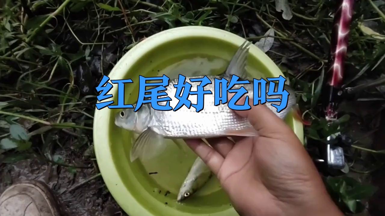 紅尾魚為什么不建議吃，紅尾魚不建議食用的原因涉及多方面健康風險與生態保護需求