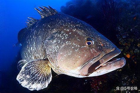 十大暴利淡水魚的市場需求如何，養(yǎng)殖什么魚好養(yǎng)又賺錢10種熱門魚類盤點