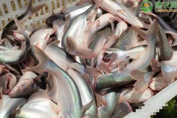 十大暴利淡水魚的市場需求如何，養(yǎng)殖什么魚好養(yǎng)又賺錢10種熱門魚類盤點