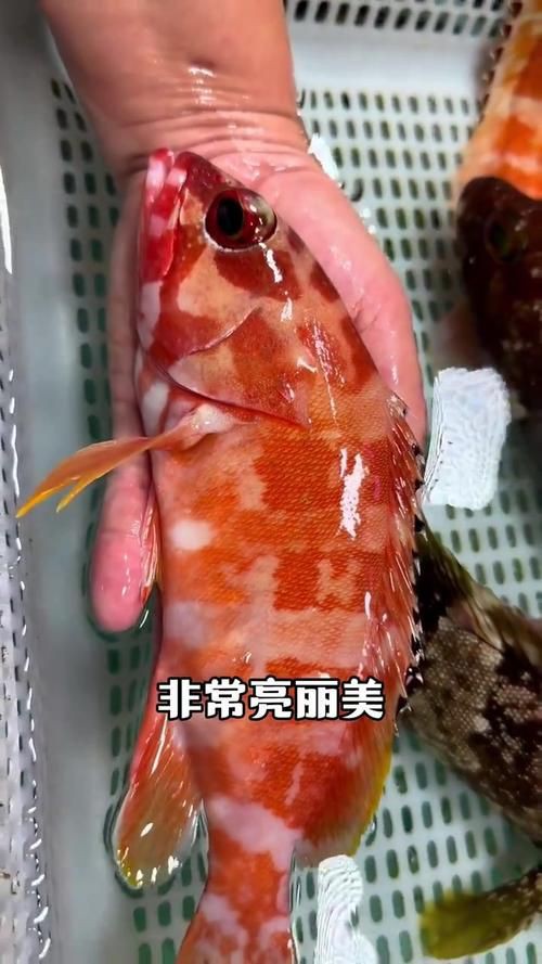 玫瑰魚(yú)圖片，玫瑰魚(yú)是一類(lèi)兼具觀賞價(jià)值與生態(tài)特色的海洋及淡水魚(yú)類(lèi)