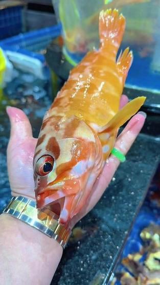 玫瑰魚(yú)圖片，玫瑰魚(yú)是一類(lèi)兼具觀賞價(jià)值與生態(tài)特色的海洋及淡水魚(yú)類(lèi)