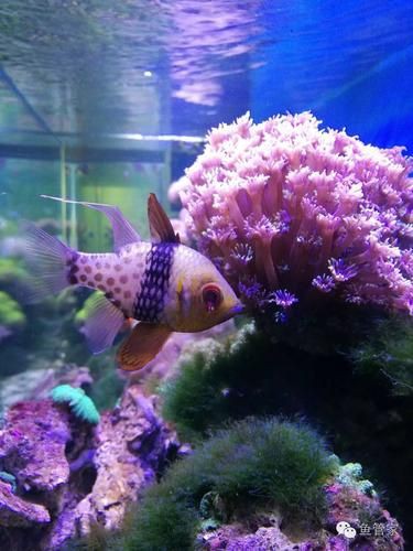 玫瑰魚(yú)圖片，玫瑰魚(yú)是一類(lèi)兼具觀賞價(jià)值與生態(tài)特色的海洋及淡水魚(yú)類(lèi)