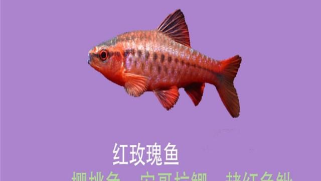 玫瑰魚(yú)圖片，玫瑰魚(yú)是一類(lèi)兼具觀賞價(jià)值與生態(tài)特色的海洋及淡水魚(yú)類(lèi)