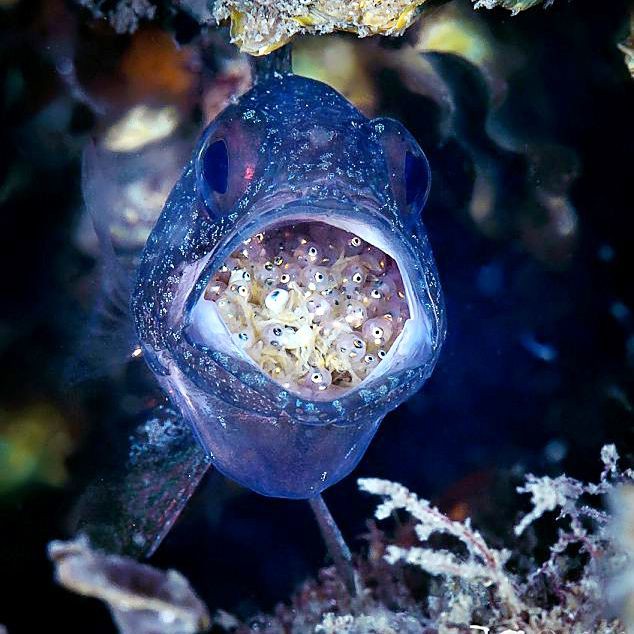 玫瑰魚(yú)圖片，玫瑰魚(yú)是一類(lèi)兼具觀賞價(jià)值與生態(tài)特色的海洋及淡水魚(yú)類(lèi)