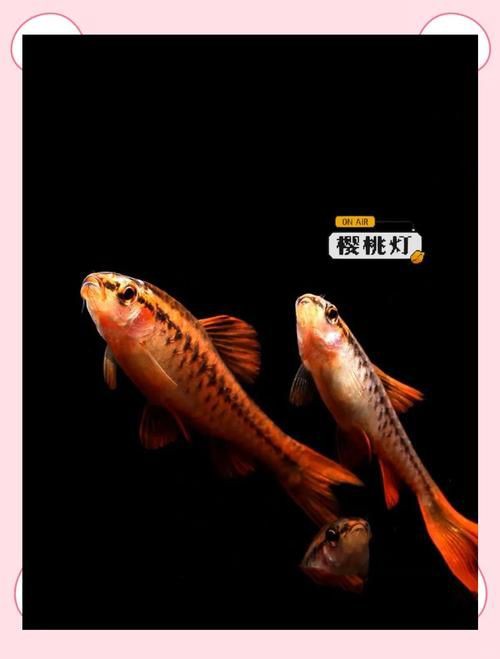 玫瑰魚(yú)圖片，玫瑰魚(yú)是一類(lèi)兼具觀賞價(jià)值與生態(tài)特色的海洋及淡水魚(yú)類(lèi)