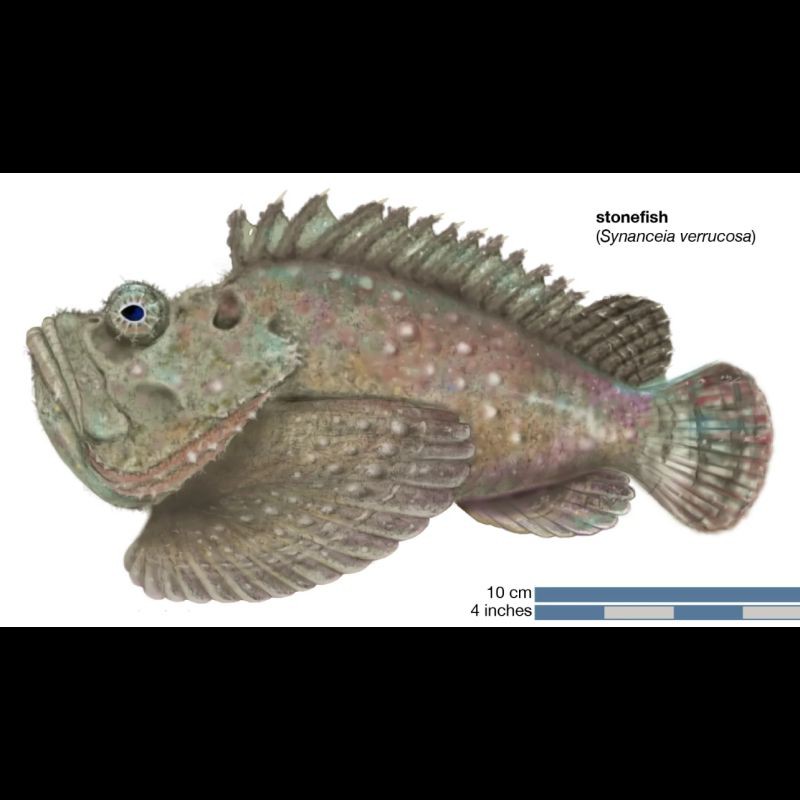 玫瑰魚(yú)圖片，玫瑰魚(yú)是一類(lèi)兼具觀賞價(jià)值與生態(tài)特色的海洋及淡水魚(yú)類(lèi)