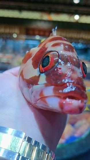 玫瑰魚(yú)圖片，玫瑰魚(yú)是一類(lèi)兼具觀賞價(jià)值與生態(tài)特色的海洋及淡水魚(yú)類(lèi)