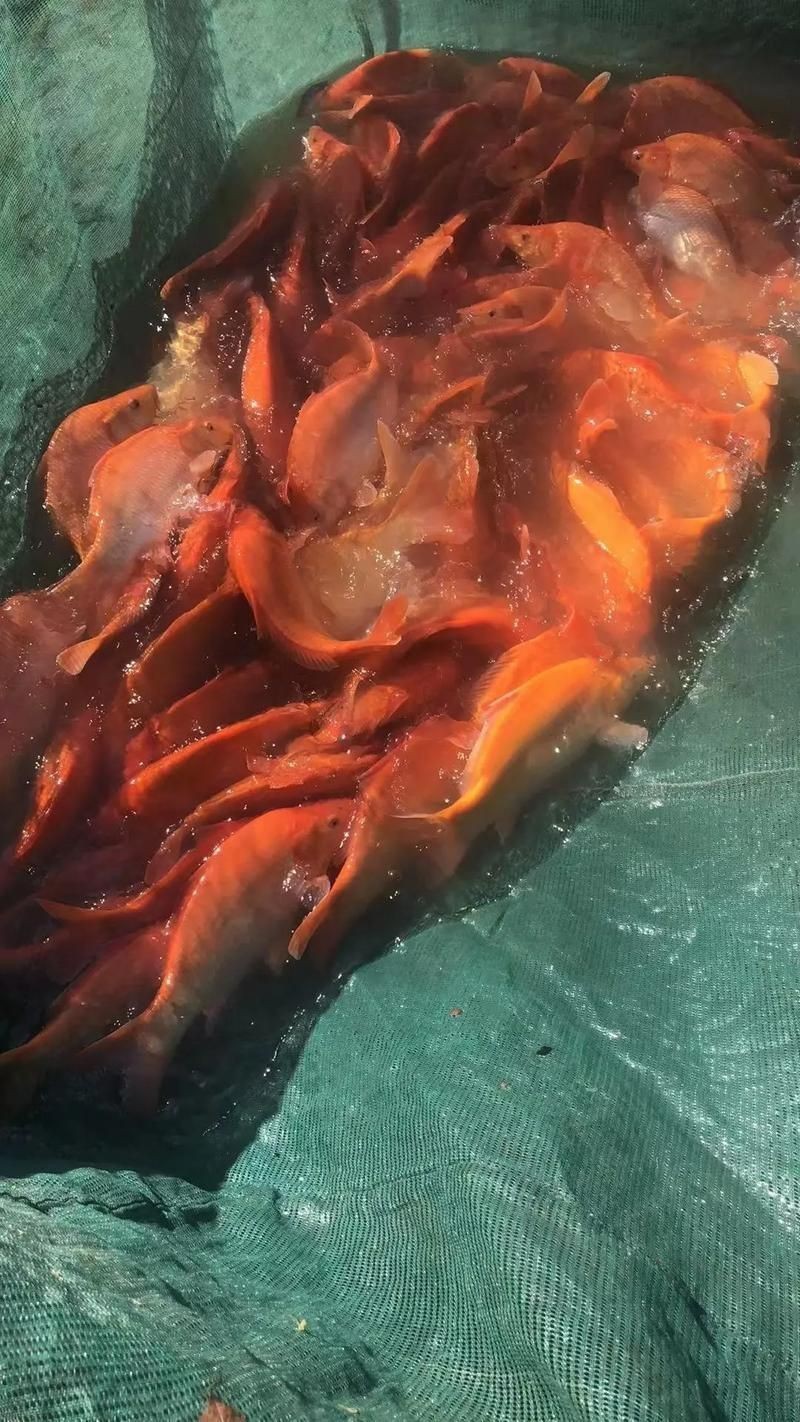 玫瑰魚(yú)圖片，玫瑰魚(yú)是一類(lèi)兼具觀賞價(jià)值與生態(tài)特色的海洋及淡水魚(yú)類(lèi)