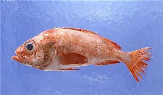 玫瑰魚(yú)圖片，玫瑰魚(yú)是一類(lèi)兼具觀賞價(jià)值與生態(tài)特色的海洋及淡水魚(yú)類(lèi)