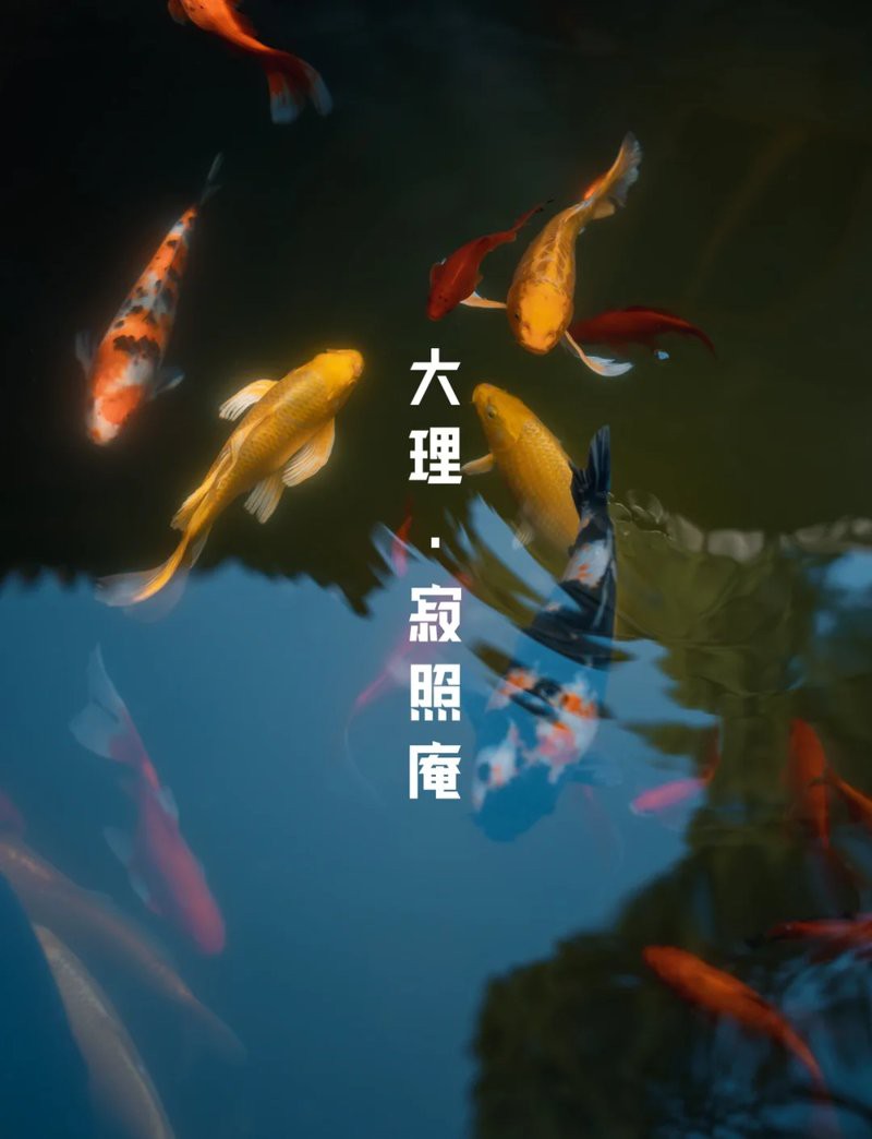 佛和魚在一起什么寓意，佛教與魚的關系