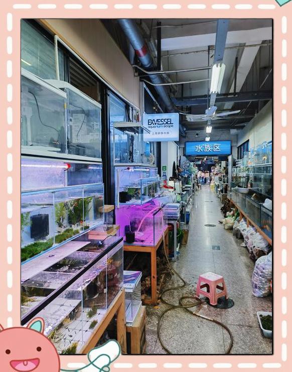 宣城水族店，宣城市宣州區(qū)創(chuàng)緣水族用品店 宣城水族店，宣城市宣州區(qū)創(chuàng)緣水族用品店 全國水族館企業(yè)名錄 第1張