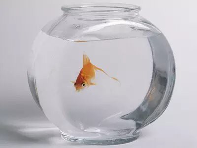 養一條魚的風水大忌，《養一條魚的風水大忌》