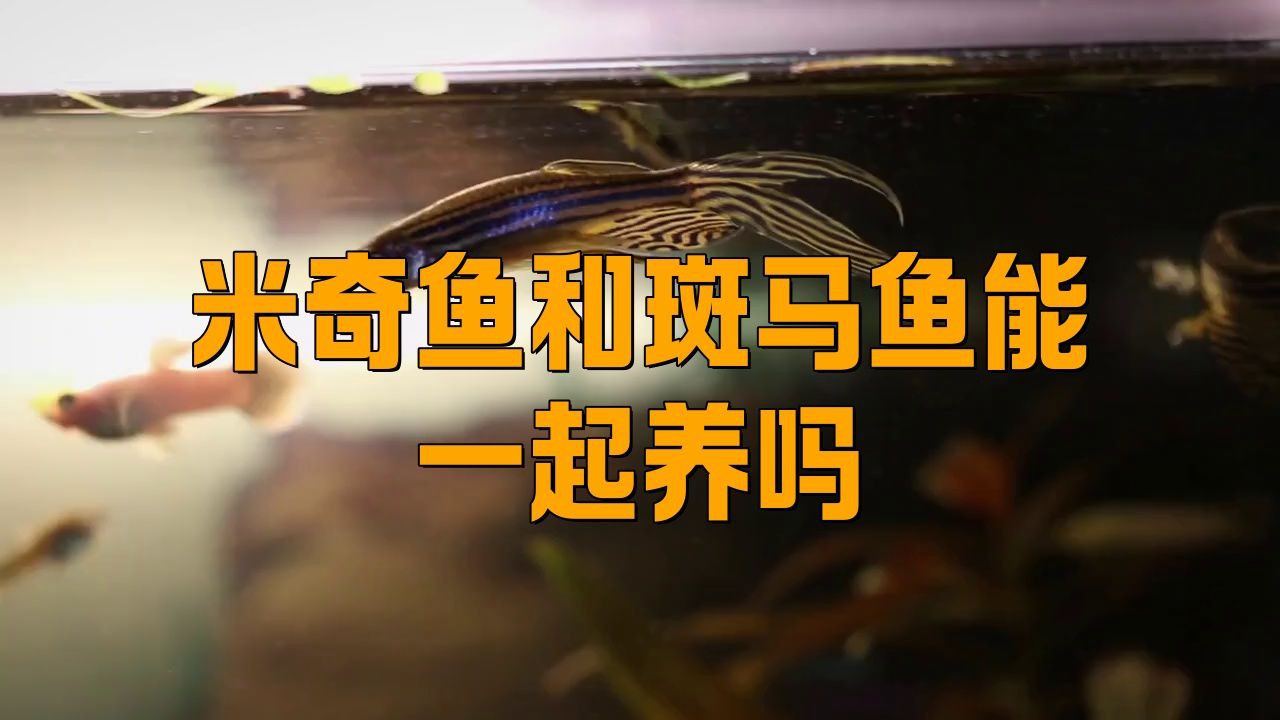 米奇魚混養(yǎng)最忌三種魚，米奇魚混養(yǎng)注意事項