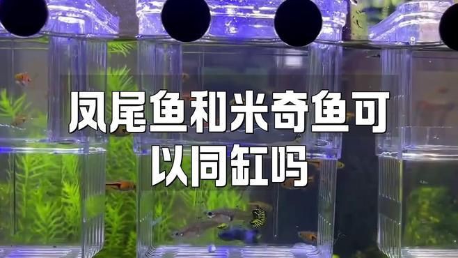 米奇魚混養最忌三種魚，米奇魚混養注意事項
