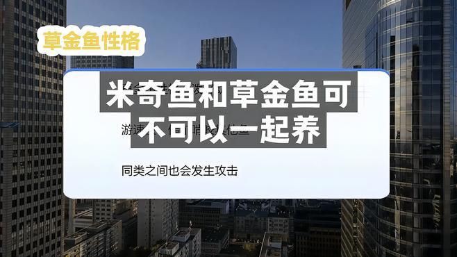 米奇魚混養(yǎng)最忌三種魚，米奇魚混養(yǎng)注意事項