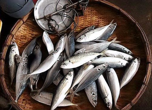 紅頭魚與紅娘魚的區別，如何區分紅頭魚和紅娘魚 紅頭魚與紅娘魚的區別，如何區分紅頭魚和紅娘魚 龍魚論壇 第8張