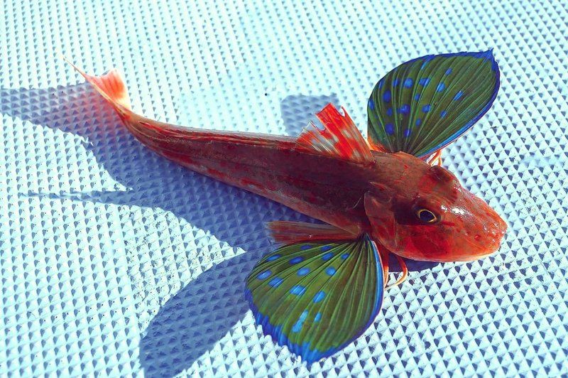 紅頭魚與紅娘魚的區別，如何區分紅頭魚和紅娘魚 紅頭魚與紅娘魚的區別，如何區分紅頭魚和紅娘魚 龍魚論壇 第6張