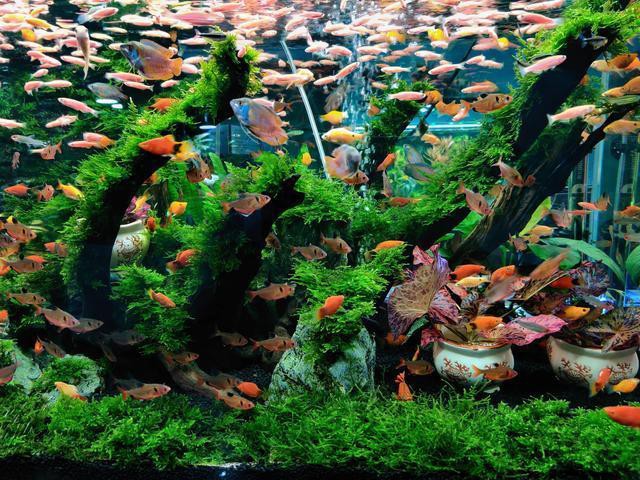 養(yǎng)兩條魚吉利嗎，《養(yǎng)兩條魚吉利嗎》