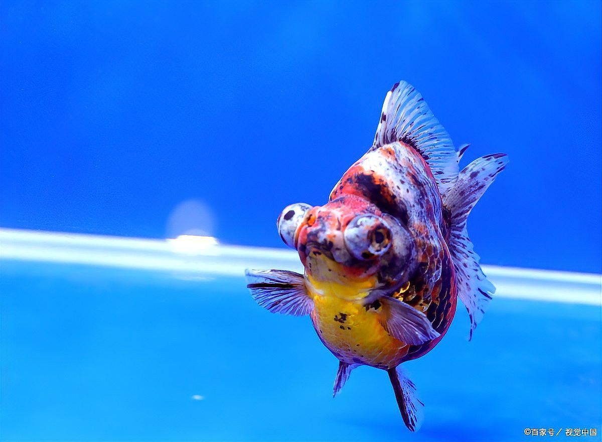 養(yǎng)兩條魚吉利嗎，《養(yǎng)兩條魚吉利嗎》