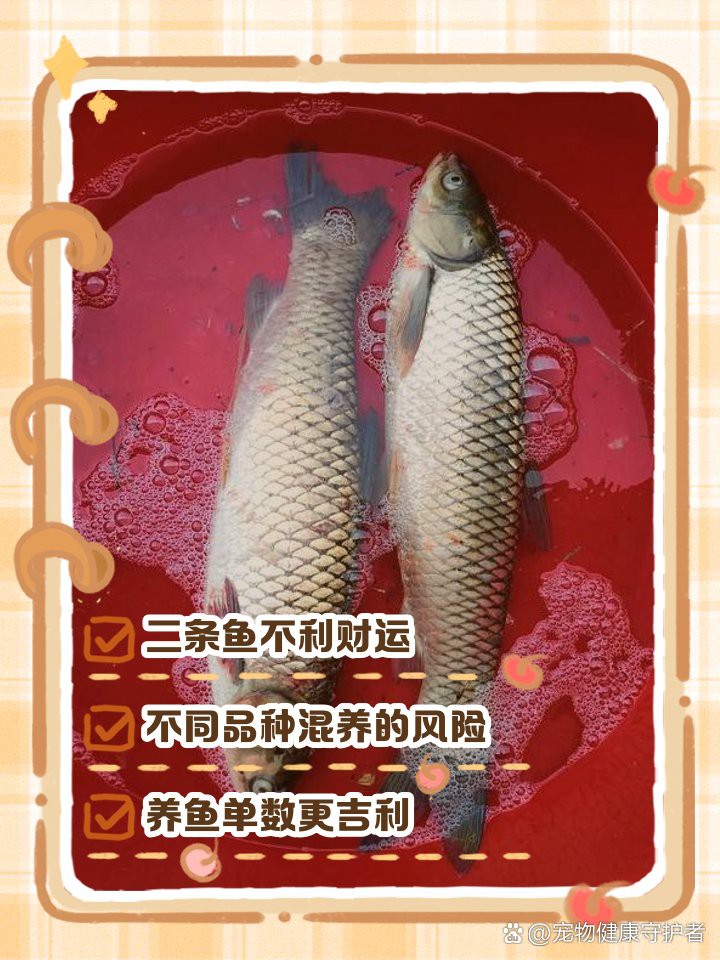 養兩條魚吉利嗎，《養兩條魚吉利嗎》
