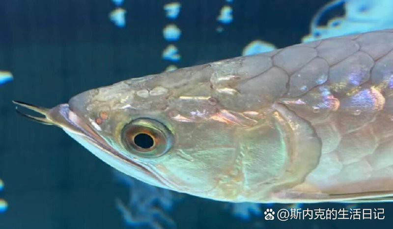 三紋虎長出雜紋要警惕四種病，三紋虎長出雜紋要警惕四種疾病及防治策略