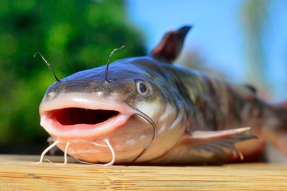 幾根胡須的鯰魚最好，優質鯰魚胡須數量與品質的關系，鯰魚胡須數量與品質的關系