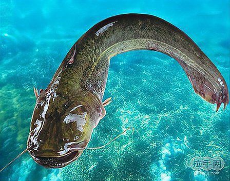 幾根胡須的鯰魚最好，優質鯰魚胡須數量與品質的關系，鯰魚胡須數量與品質的關系