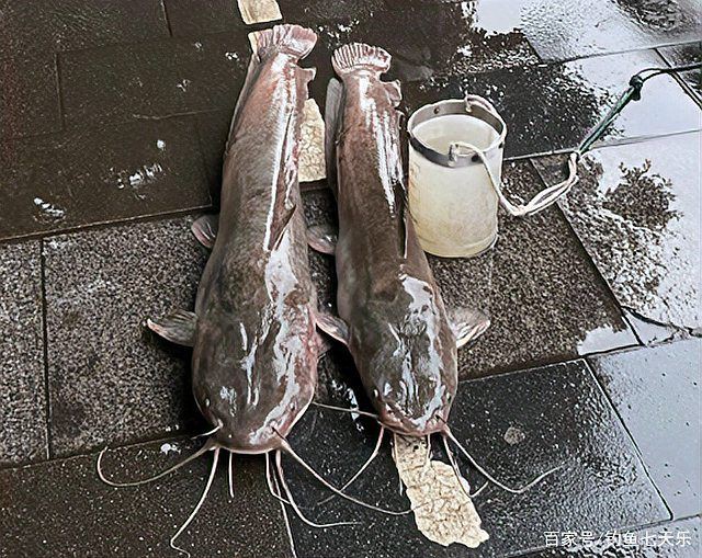 幾根胡須的鯰魚最好，優質鯰魚胡須數量與品質的關系，鯰魚胡須數量與品質的關系
