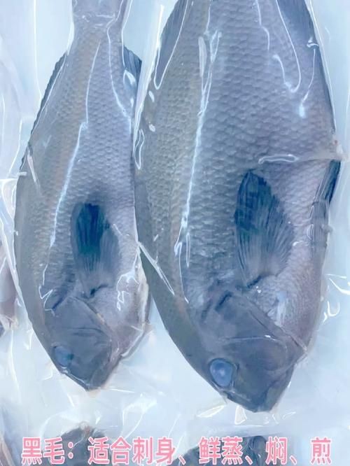 毛魚圖片，“毛魚”在不同地區指代不同物種