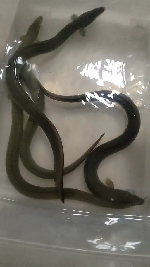 毛魚圖片，“毛魚”在不同地區指代不同物種