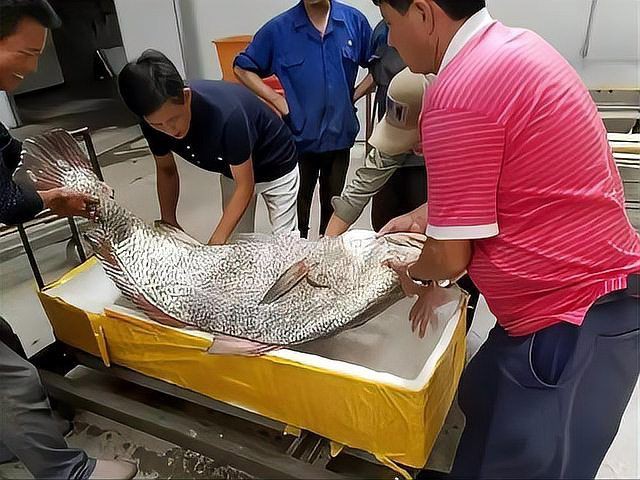 毛魚圖片，“毛魚”在不同地區指代不同物種
