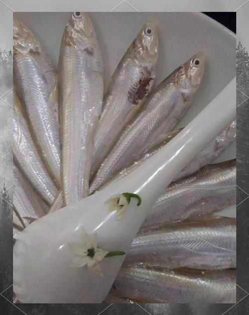 毛魚圖片，“毛魚”在不同地區指代不同物種