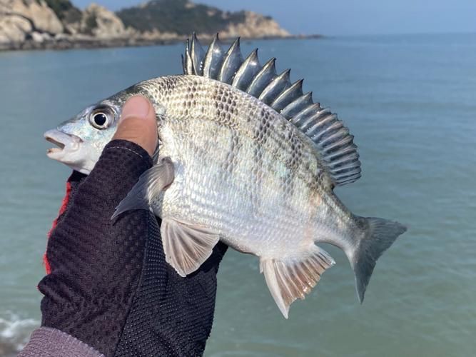 毛魚圖片，“毛魚”在不同地區指代不同物種