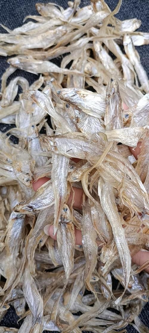 毛魚圖片，“毛魚”在不同地區指代不同物種